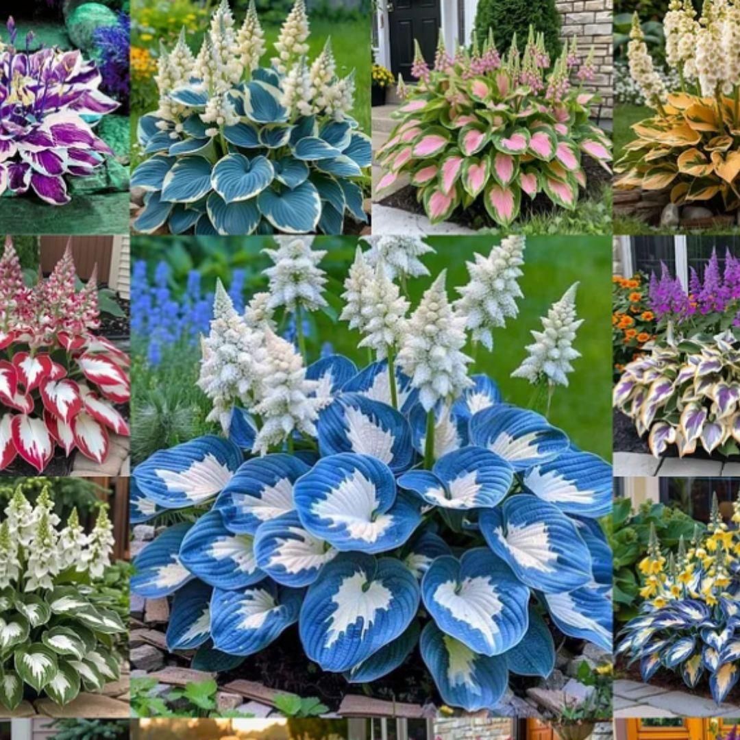 Shade -Tolerant Premium Hosta Flower (Multicolor)