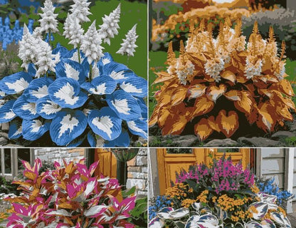Shade -Tolerant Premium Hosta Flower (Multicolor)
