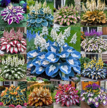 Shade -Tolerant Premium Hosta Flower (Multicolor)