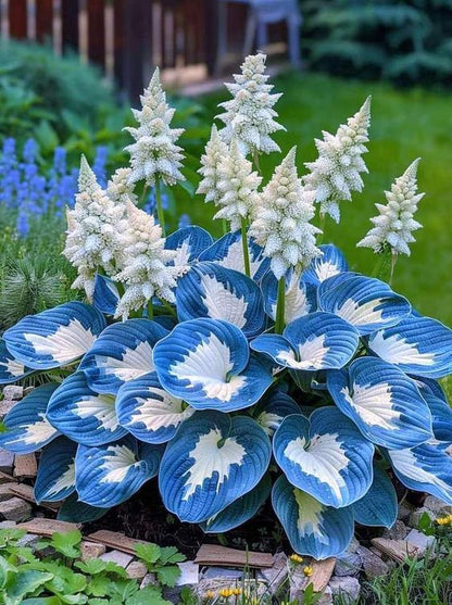 Shade -Tolerant Premium Hosta Flower (Multicolor)