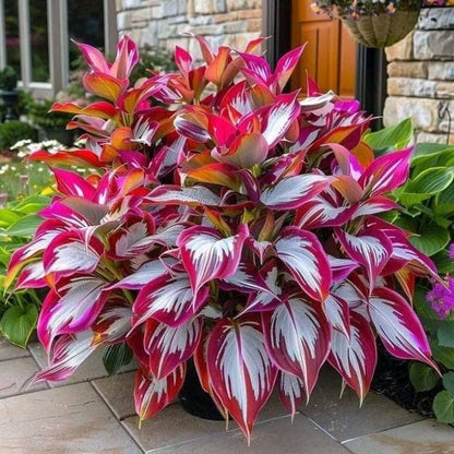 Shade -Tolerant Premium Hosta Flower (Multicolor)