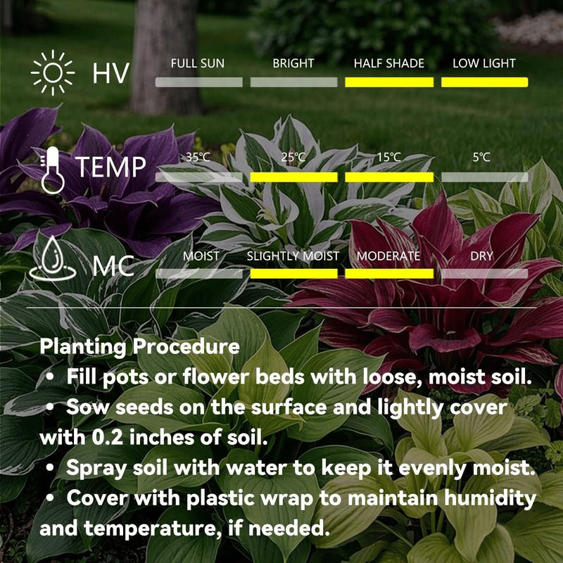 Shade -Tolerant Premium Hosta Flower (Multicolor)