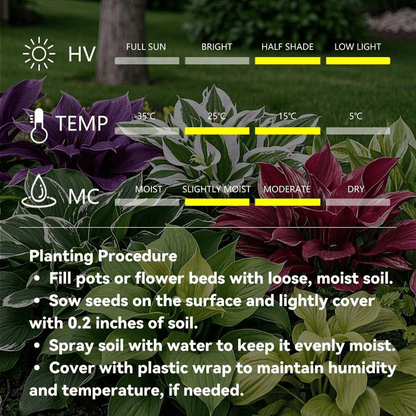 Shade -Tolerant Premium Hosta Flower (Multicolor)
